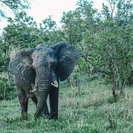 Honeyguide Tented Safari Camps - Mantobeni Manyeleti vadrezervátum Kültér fotó