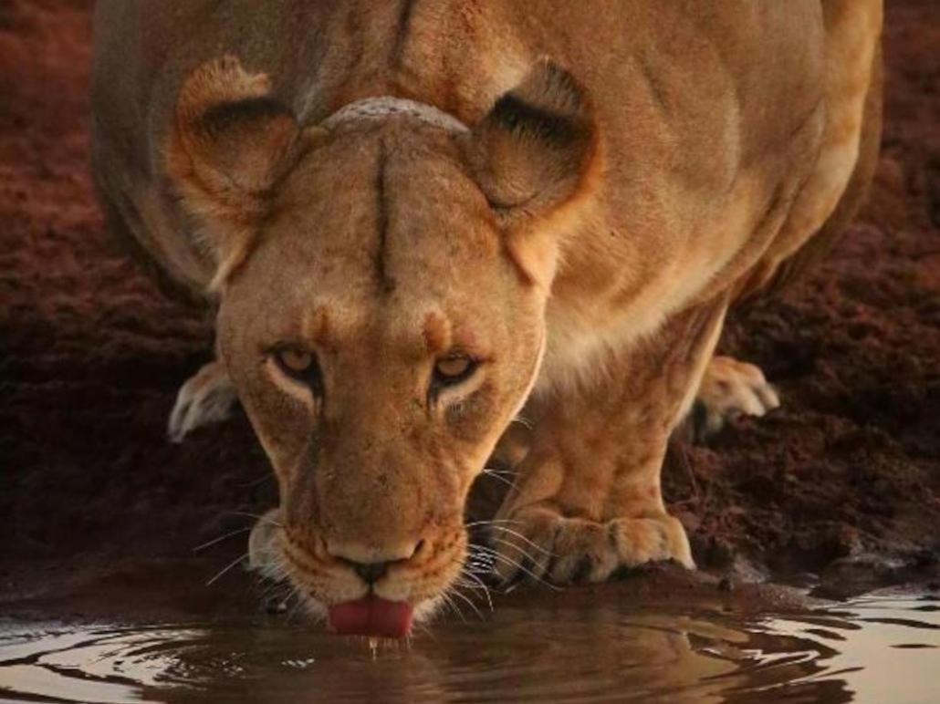 Honeyguide Tented Safari Camps - Mantobeni Manyeleti vadrezervátum Kültér fotó